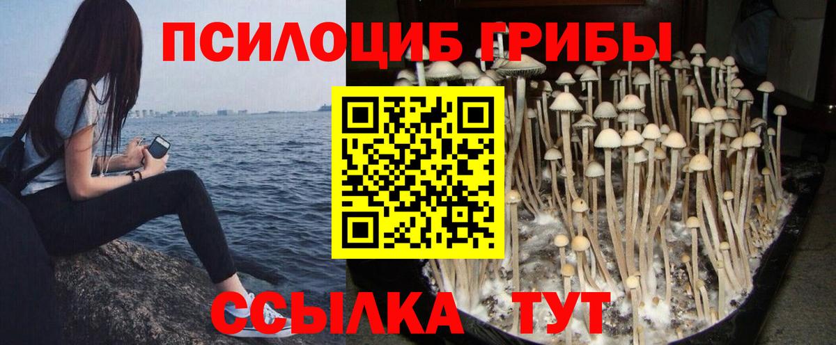 Галлюциногенные грибы Psilocybe Вятские Поляны